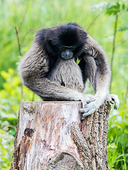 Image showing Adult white handed gibbon