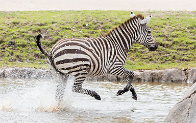 Image showing Zebra running through water