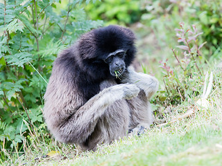 Image showing Adult white handed gibbon