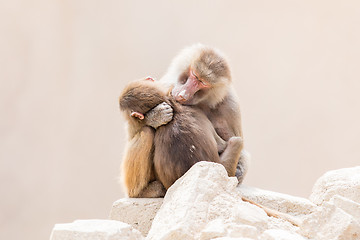 Image showing Baboon mother and her little one