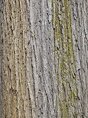 Image showing Tree, Background