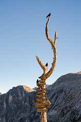 Image showing Wooden signpost with route arrows on dry wood tree