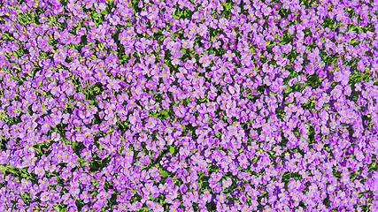 Image showing Sunlight glade with a lot of small purple Aubrieta flowers