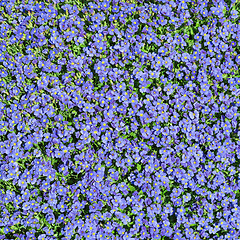 Image showing Square floral background with multiplicity wild small blue flowers