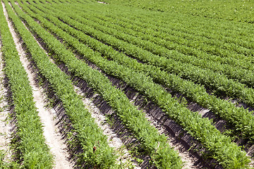 Image showing green carrot field