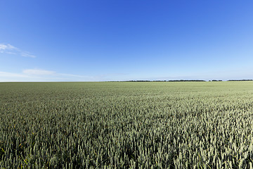 Image showing immature green grass