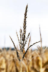 Image showing field with mature corn