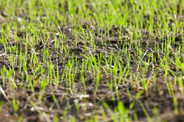 Image showing young grass plants, close-up