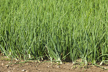 Image showing sprouts green onions