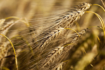 Image showing ripe yellow cereals