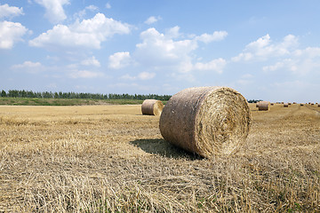 Image showing agricultural field with cereal