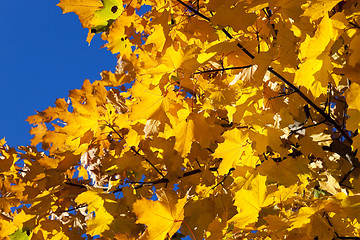 Image showing yellowed maple leaves