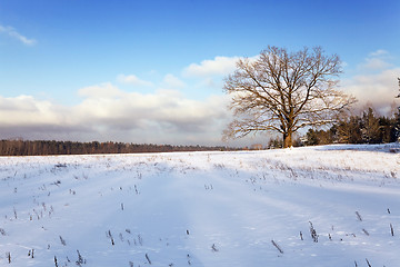 Image showing winter season, the snow