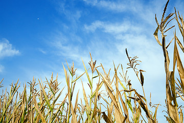 Image showing Green immature corn