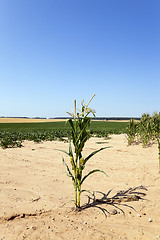 Image showing corn field, agriculture