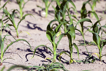 Image showing corn field. close-up