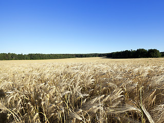 Image showing ripe yellow cereals