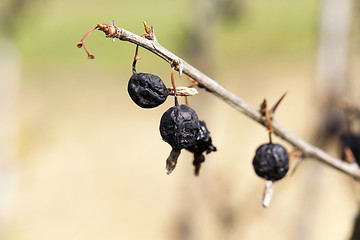 Image showing dried berries harvest