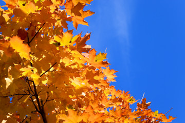 Image showing autumn in the park