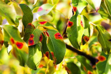 Image showing pear foliage in autumn