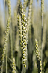 Image showing immature grass sky