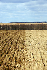 Image showing farm field cereals