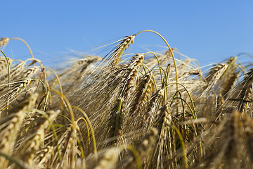 Image showing farm field cereals