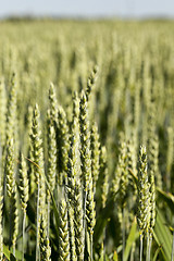 Image showing green cereals, close-up