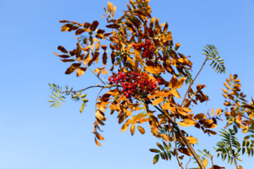 Image showing autumn in the park