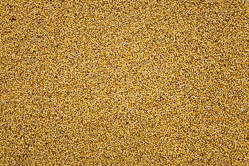 Image showing Corn seeds, close-up