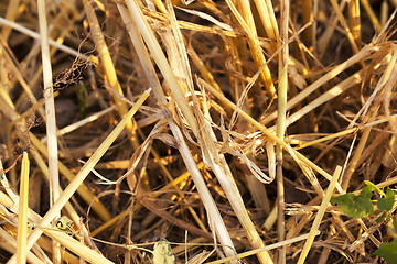 Image showing straw after harvest