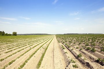 Image showing green carrot field