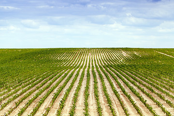 Image showing Corn field, summer