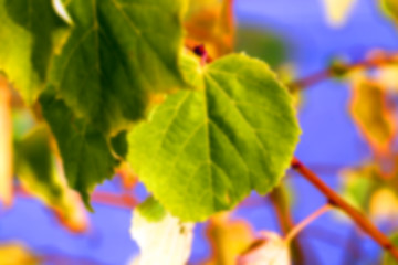 Image showing autumn in the park