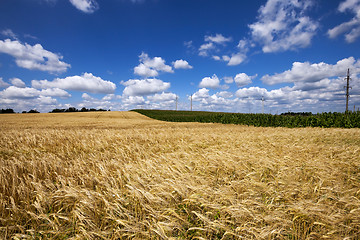 Image showing ripe yellow cereals