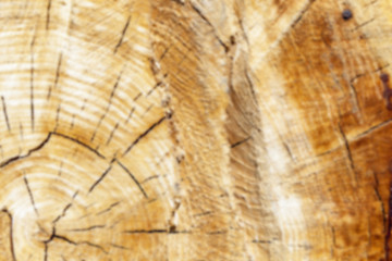 Image showing cut down a tree, close-up