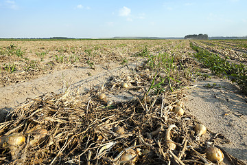 Image showing Harvesting onion field