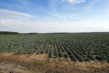 Image showing Field with cabbage