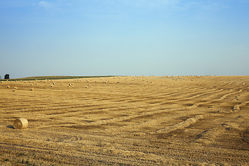 Image showing field of wheat