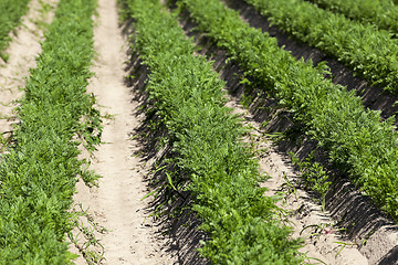 Image showing Field with carrot