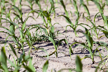 Image showing green corn. Spring