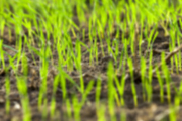 Image showing young grass plants, close-up