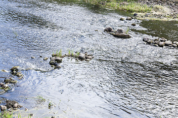 Image showing swamp, the end of summer