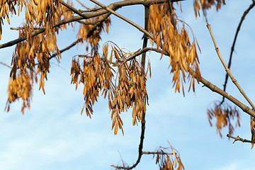 Image showing maple seeds fall