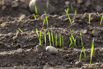 Image showing young grass plants, close-up