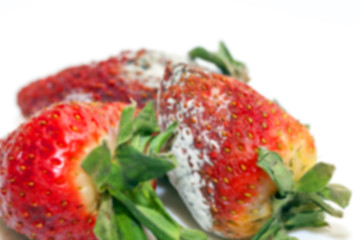 Image showing Strawberry with mold