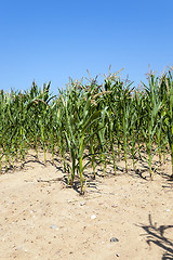 Image showing corn field, agriculture