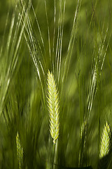 Image showing green cereals, close-up