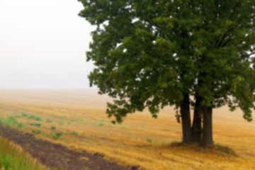 Image showing tree in the field