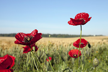 Image showing red poppies in a field